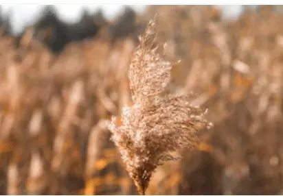 The Malady of Allergy – A Problem No Longer